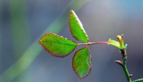 月季和玫瑰的区别，月季和玫瑰的差别？图12