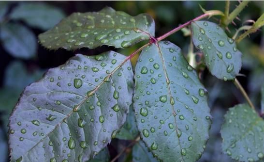 月季和玫瑰的区别，月季和玫瑰的差别？图6