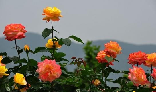 月季和玫瑰的区别，月季和玫瑰的差别？图10