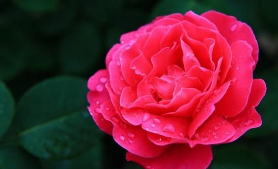 月季和玫瑰的区别，月季和玫瑰的差别？图7