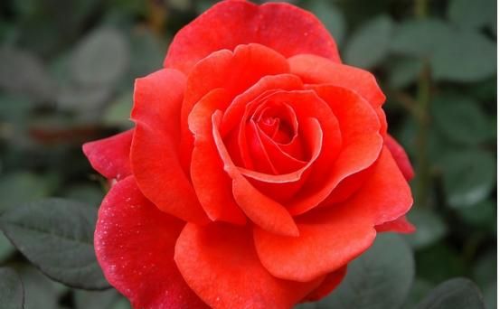 月季和玫瑰的区别，月季和玫瑰的差别？图8