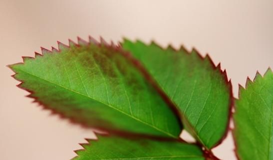 月季和玫瑰的区别，月季和玫瑰的差别？图11