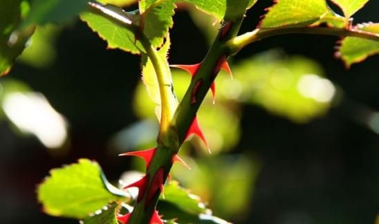 月季和玫瑰的区别，月季和玫瑰的差别？图4