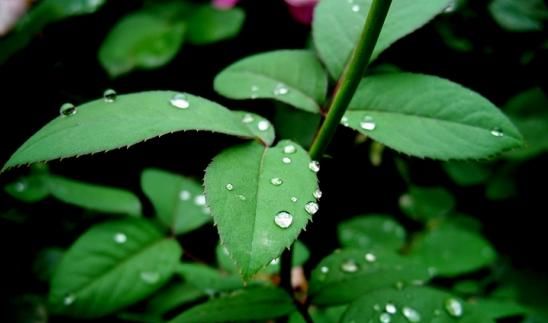 月季和玫瑰的区别，月季和玫瑰的差别？图5