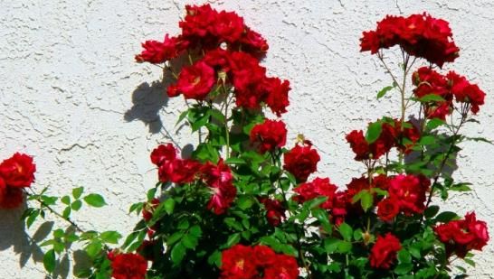 月季和玫瑰的区别，月季和玫瑰的差别？图9