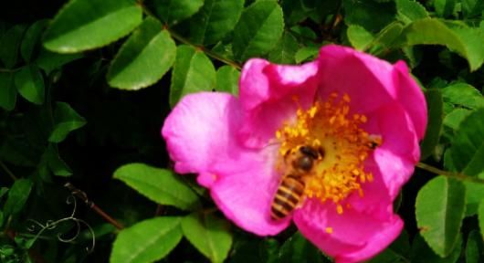 月季和玫瑰的区别，月季和玫瑰的差别？图1