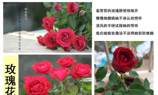 玫瑰花和月季的区别