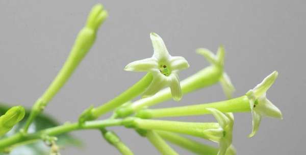 九里香有驱蚊驱虫的作用,家里的蚊子越来越多是怎么回事图5