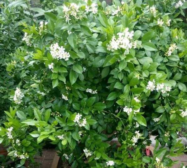 九里香有驱蚊驱虫的作用,家里的蚊子越来越多是怎么回事图1