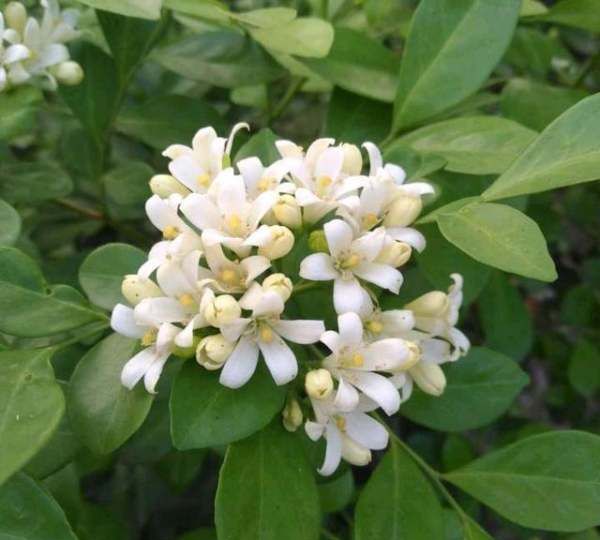 九里香有驱蚊驱虫的作用,家里的蚊子越来越多是怎么回事图2