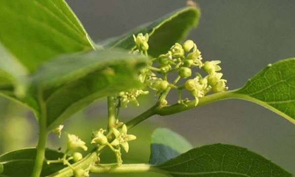 九里香有驱蚊驱虫的作用,家里的蚊子越来越多是怎么回事图7