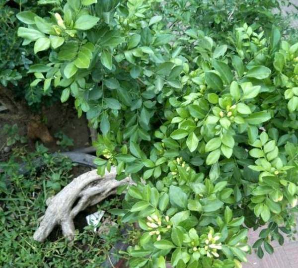 九里香有驱蚊驱虫的作用,家里的蚊子越来越多是怎么回事图3