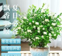 清香木与九里香哪个好养