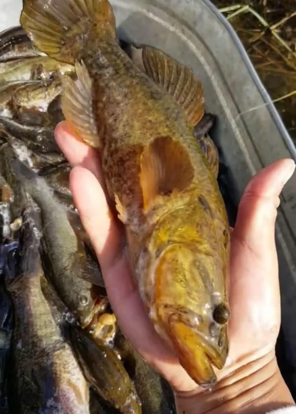 老头鱼，金鱼里老头鱼还能养吗？图5