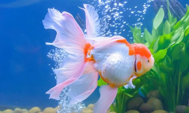 老头鱼，金鱼里老头鱼还能养吗？图1