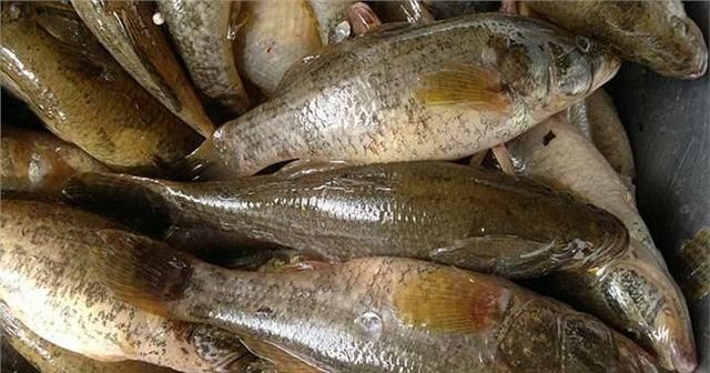 老头鱼，金鱼里老头鱼还能养吗？图4