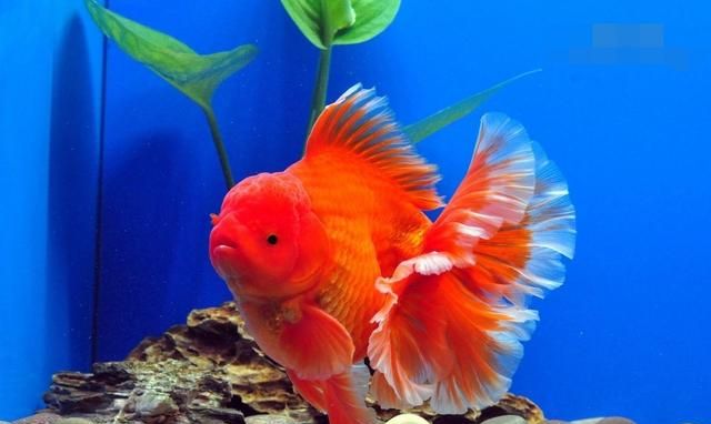 老头鱼，金鱼里老头鱼还能养吗？图3