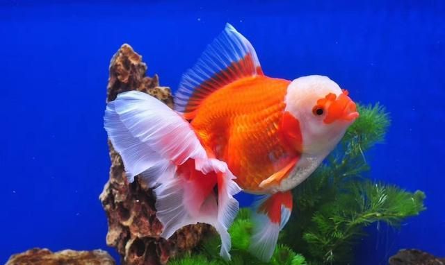 老头鱼，金鱼里老头鱼还能养吗？图2