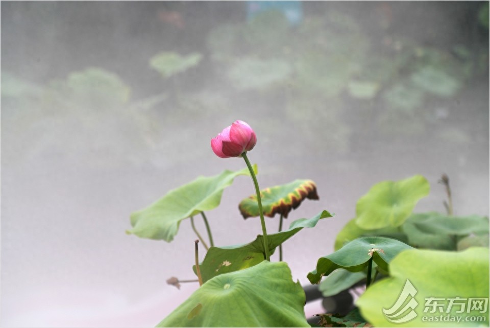 荷花和睡莲有什么区别？逛完这个夏季花展秒懂