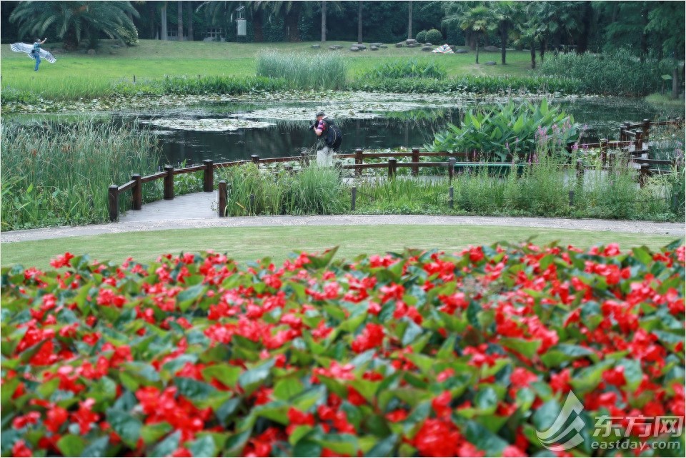 荷花和睡莲有什么区别？逛完这个夏季花展秒懂