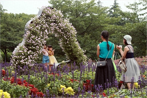 荷花和睡莲有什么区别？逛完这个夏季花展秒懂