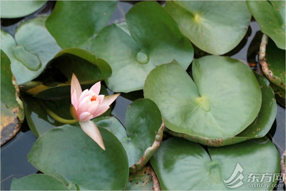 荷花和睡莲有什么区别？逛完这个夏季花展秒懂