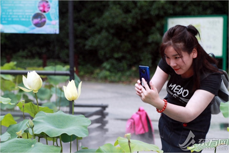 荷花和睡莲有什么区别？逛完这个夏季花展秒懂