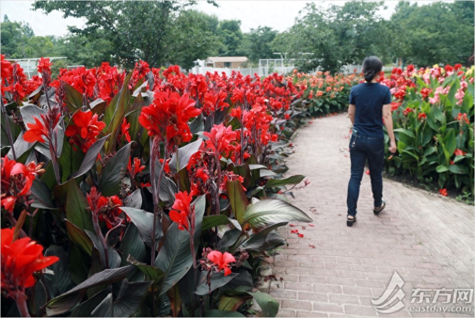 荷花和睡莲有什么区别？逛完这个夏季花展秒懂
