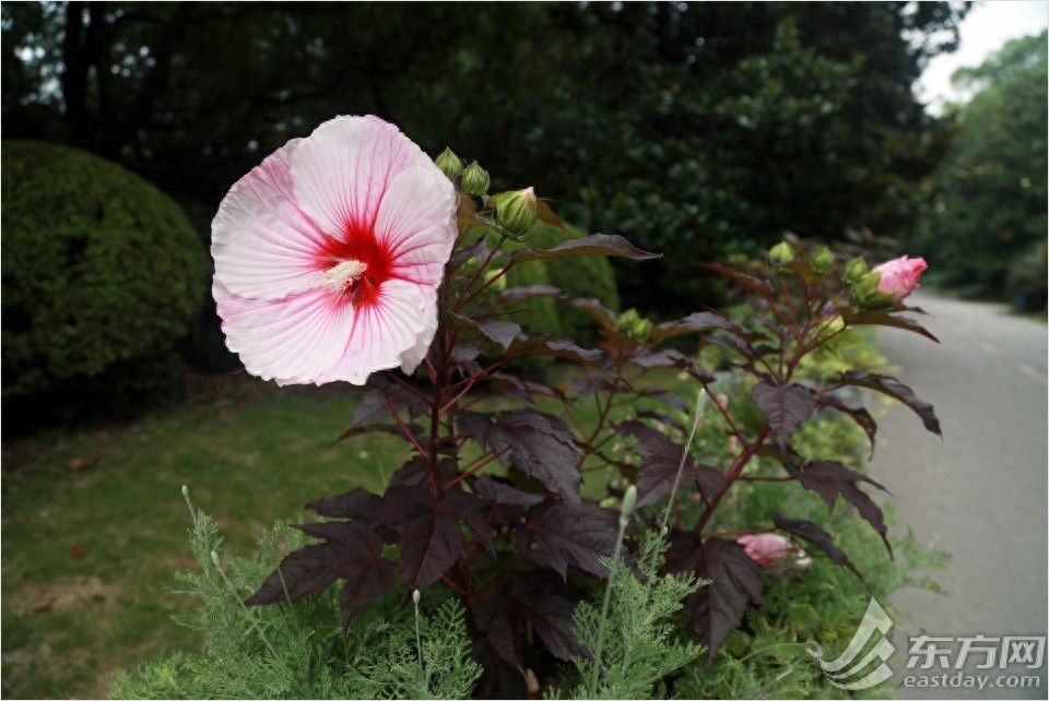 荷花和睡莲有什么区别？逛完这个夏季花展秒懂