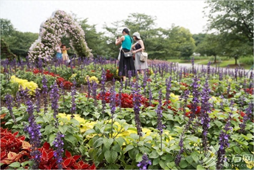 荷花和睡莲有什么区别？逛完这个夏季花展秒懂