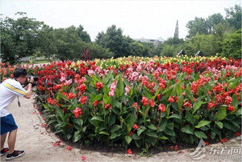 荷花和睡莲有什么区别？逛完这个夏季花展秒懂