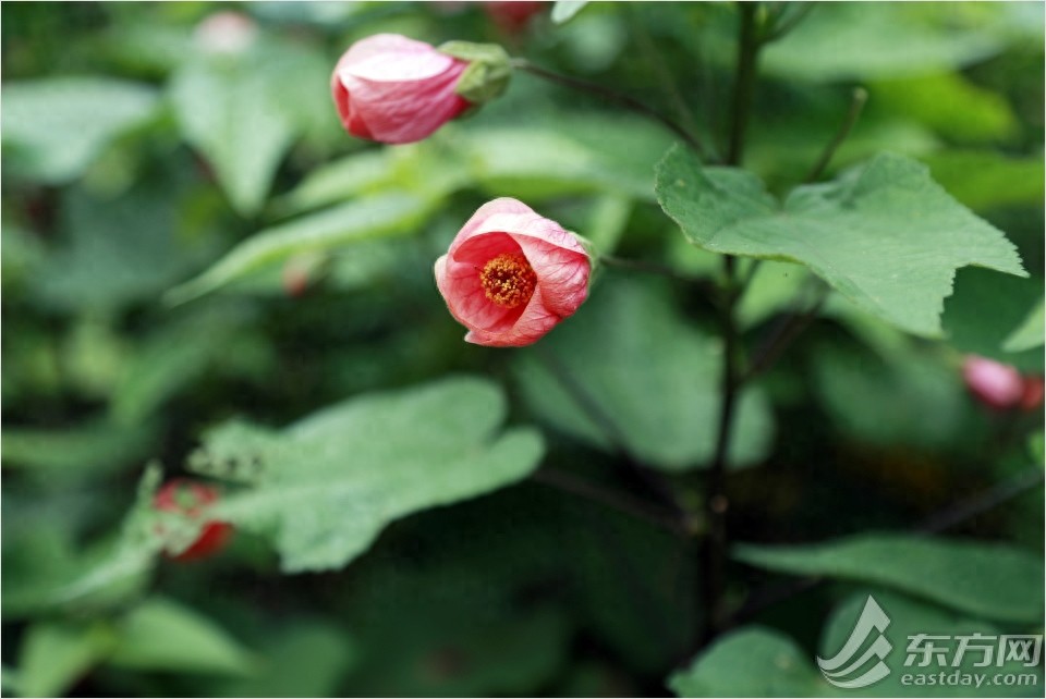 荷花和睡莲有什么区别？逛完这个夏季花展秒懂