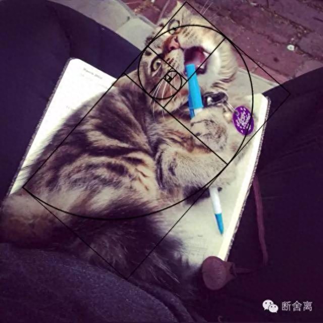 喵星人告诉你什么是斐波那契螺旋线，黄金螺旋构图揭秘