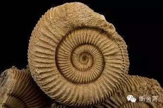 喵星人告诉你什么是斐波那契螺旋线，黄金螺旋构图揭秘