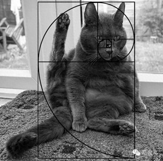 喵星人告诉你什么是斐波那契螺旋线，黄金螺旋构图揭秘