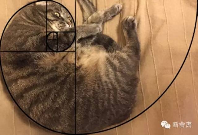 喵星人告诉你什么是斐波那契螺旋线，黄金螺旋构图揭秘