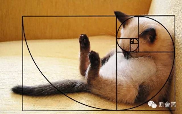 喵星人告诉你什么是斐波那契螺旋线，黄金螺旋构图揭秘