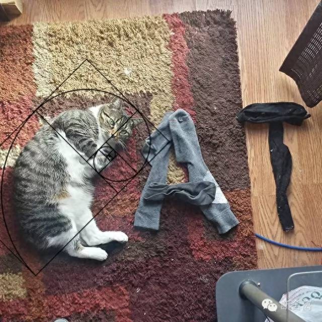 喵星人告诉你什么是斐波那契螺旋线，黄金螺旋构图揭秘