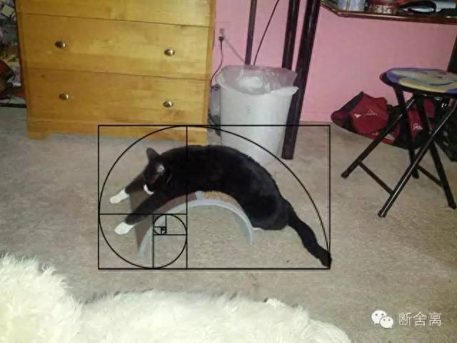 喵星人告诉你什么是斐波那契螺旋线，黄金螺旋构图揭秘