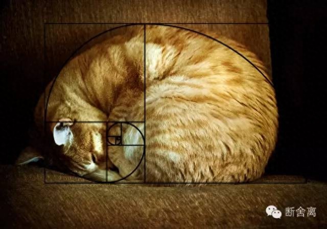 喵星人告诉你什么是斐波那契螺旋线，黄金螺旋构图揭秘