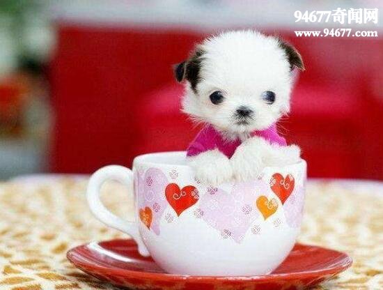 世界上最受欢迎的猪，茶杯猪(长不大的迷你猪)  世界之最  第4张