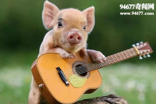 世界上最受欢迎的猪，茶杯猪(长不大的迷你猪)  世界之最  第3张