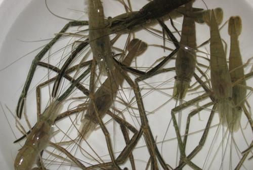 几毫米长的小河虾吃什么在小河里捞的，不是流动的水可以养活它们吗