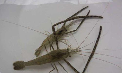 小河虾吃什么食物