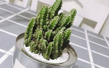 2023年11月8日生肖鼠五行穿衣指南