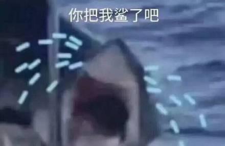 一组搞笑的鲨鱼表情包