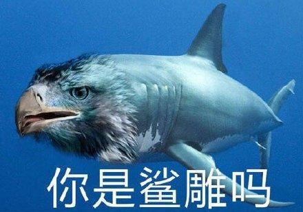 一组搞笑的鲨鱼表情包