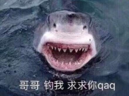 一组搞笑的鲨鱼表情包