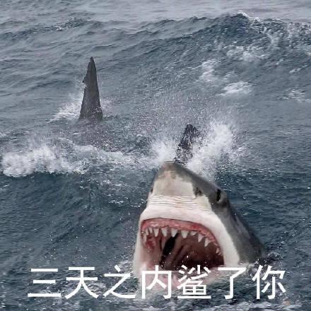 一组搞笑的鲨鱼表情包