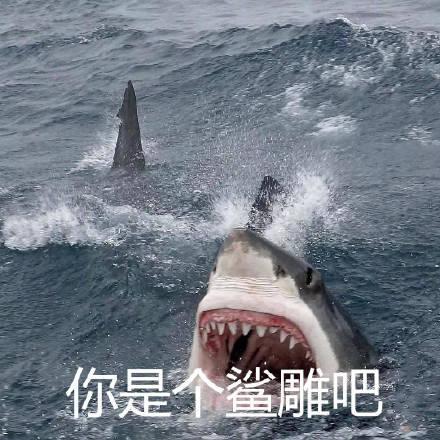 一组搞笑的鲨鱼表情包